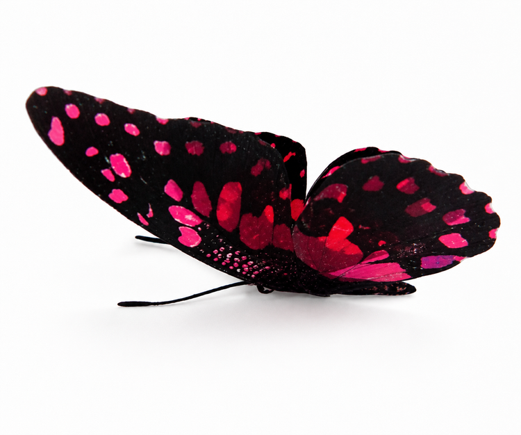 A black butterfly with vibrant hot pink and magenta spots