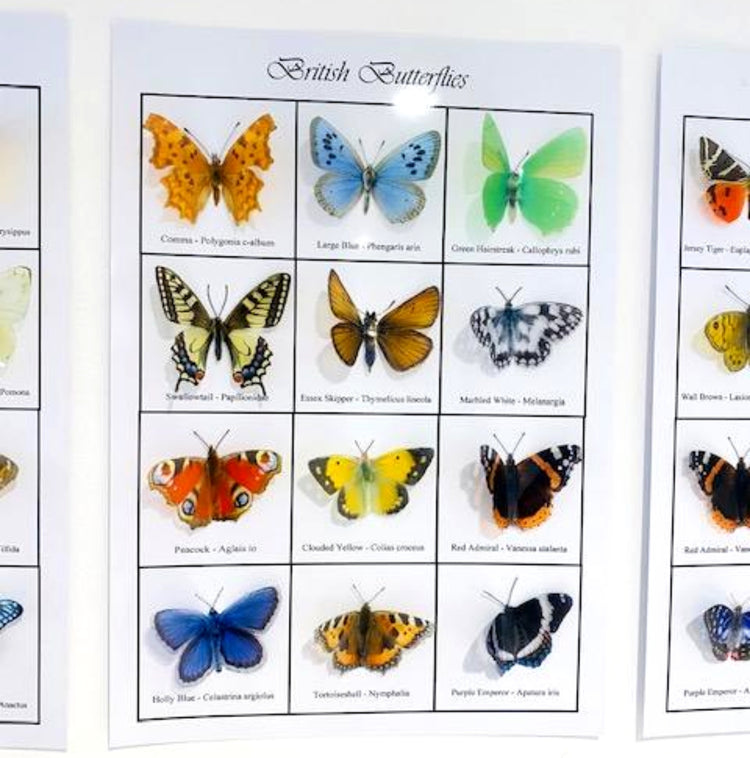 Butterfly collection. Butterflies of the world 3d poster. Choice of British, European, Australian and North American. Worldwide butterflies.