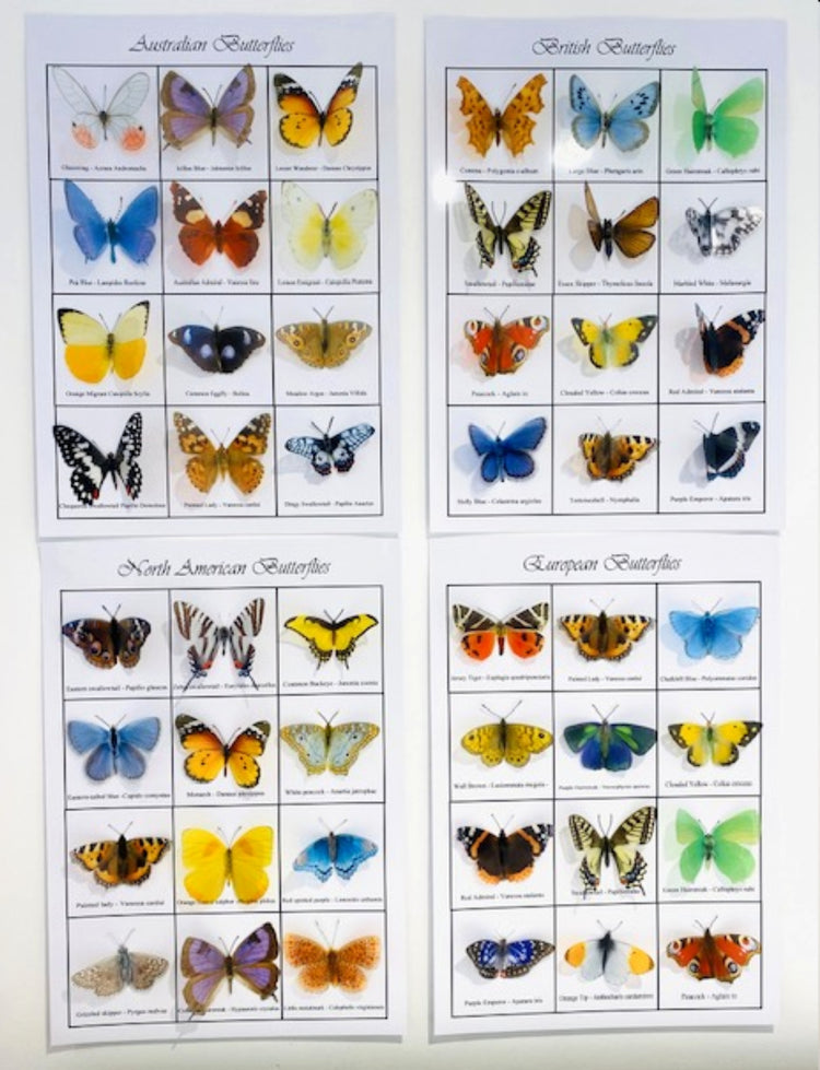 Butterfly collection. Butterflies of the world 3d poster. Choice of British, European, Australian and North American. Worldwide butterflies.