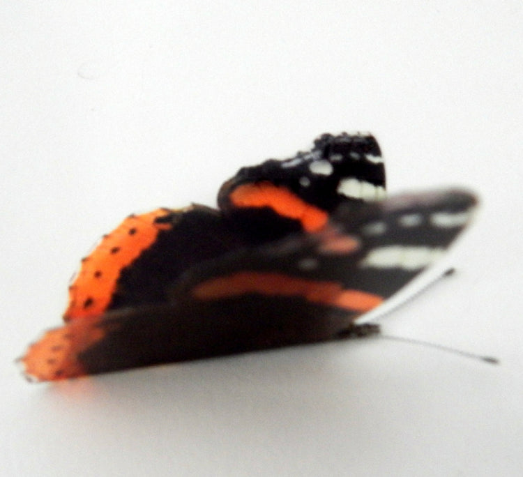 British butterfly gift set in a butterfly tin - Red Admiral