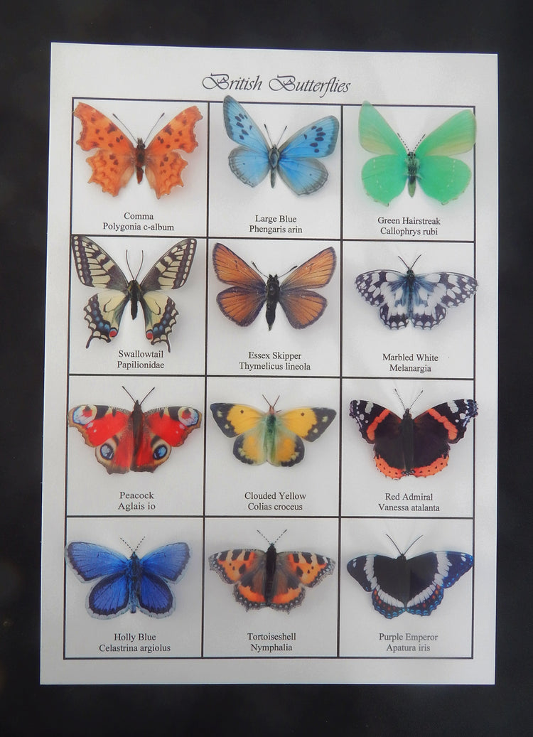 Essex Skipper butterfly