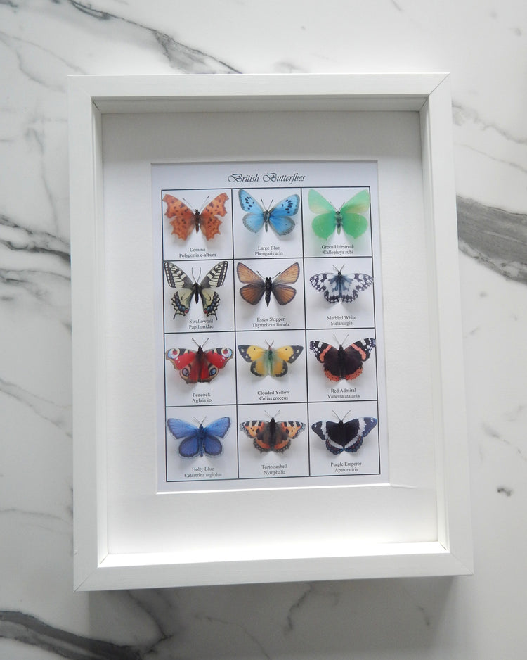 Collection of British butterflies 3d poster.Set of 12 British butterflies displayed on A4 card.Identification British Wildlife Nature Lover