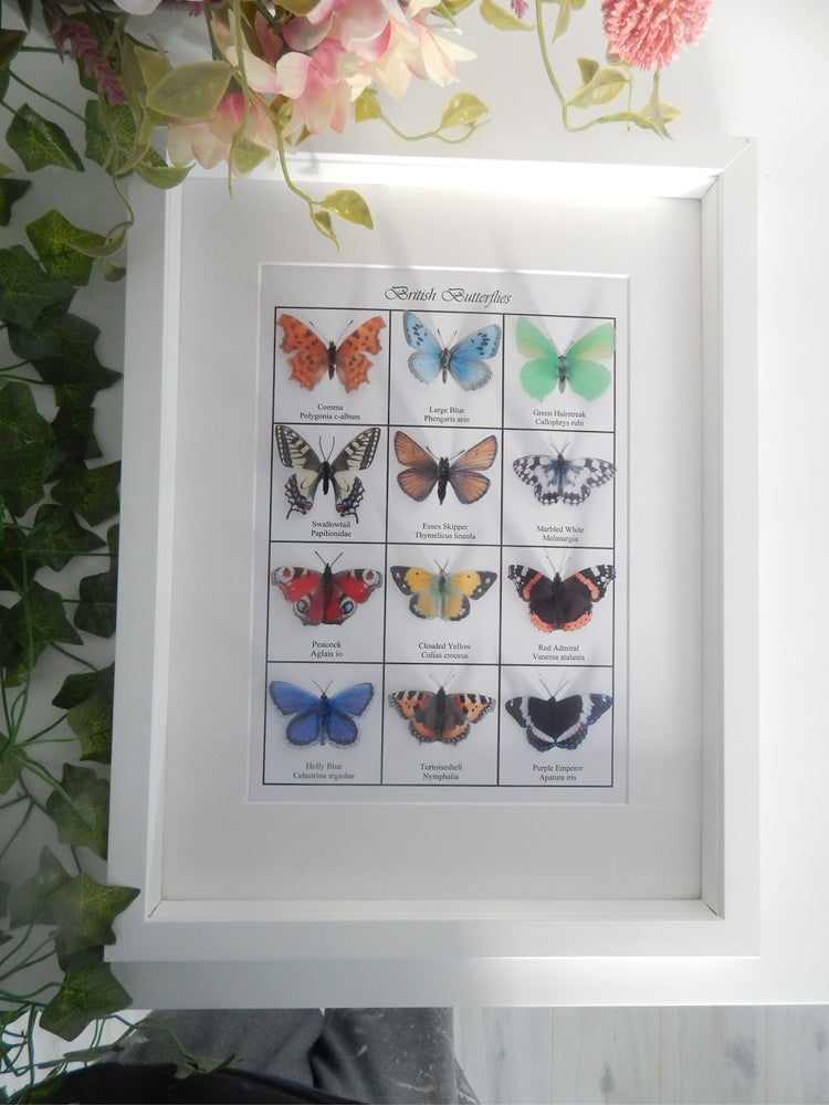 Collection of British butterflies 3d poster.Set of 12 British butterflies displayed on A4 card.Identification British Wildlife Nature Lover