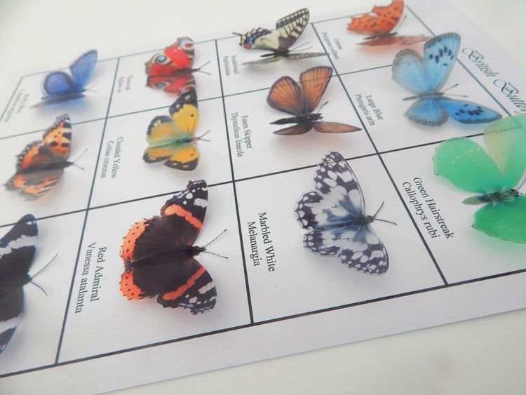 Red Admiral, Tortoise Shell