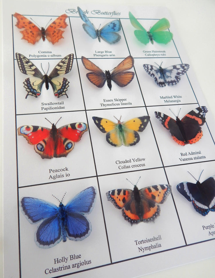 Green Hairstreak, Swallowtail