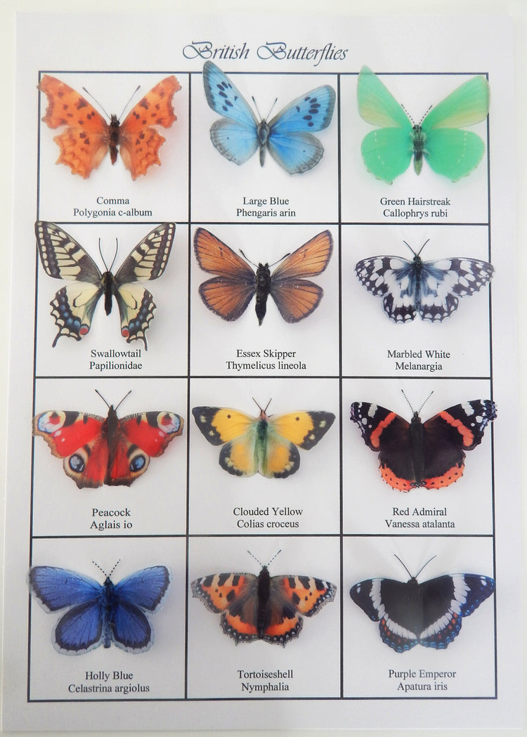 Clouded Yellow, Holly Blue