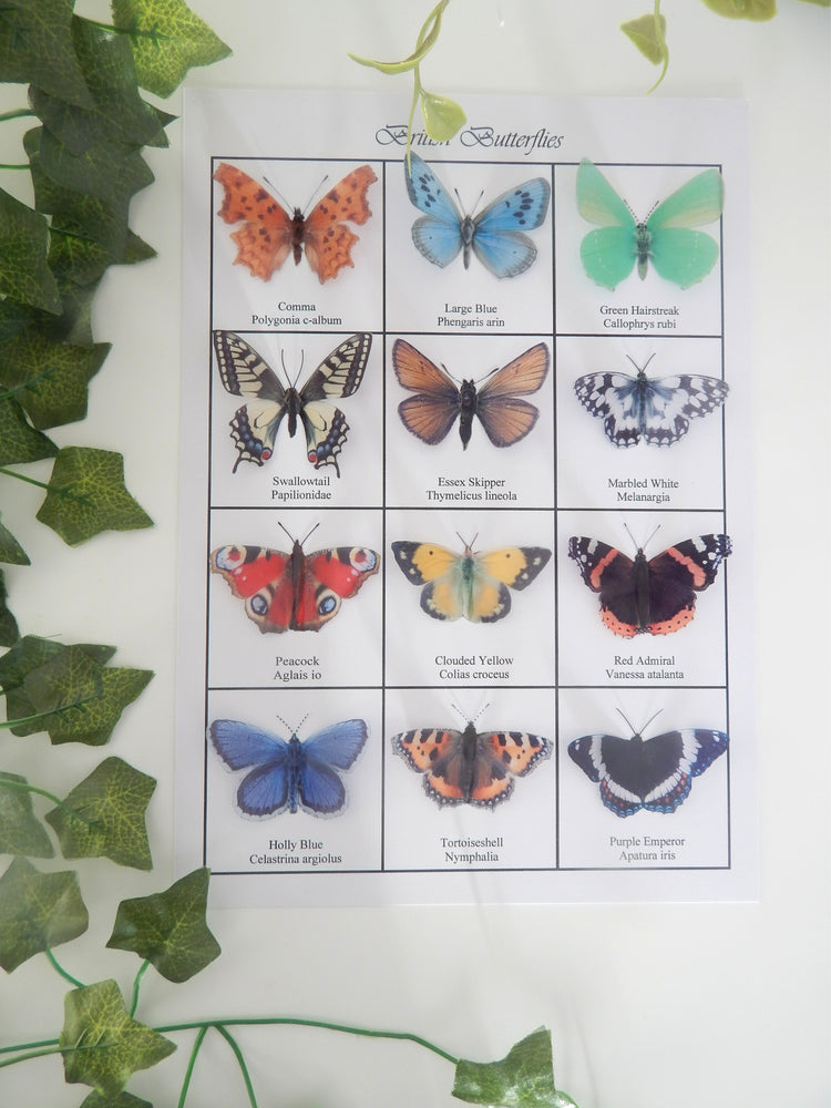 Purple Emperor butterfly