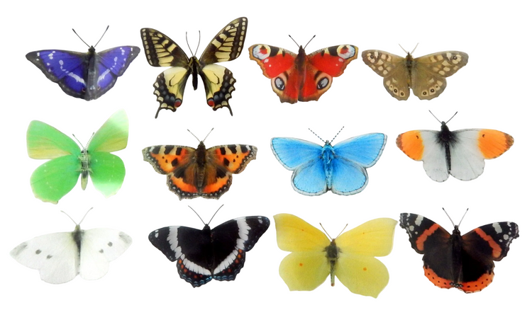 British butterflies collection. 12 butterflies. wall decor
