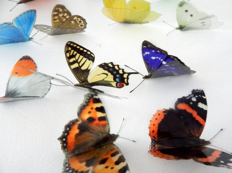 Worldwide butterflies. Collection of butterflies from all 6 continents. sets of 12 butterflies.Rustic butterflies from around the world