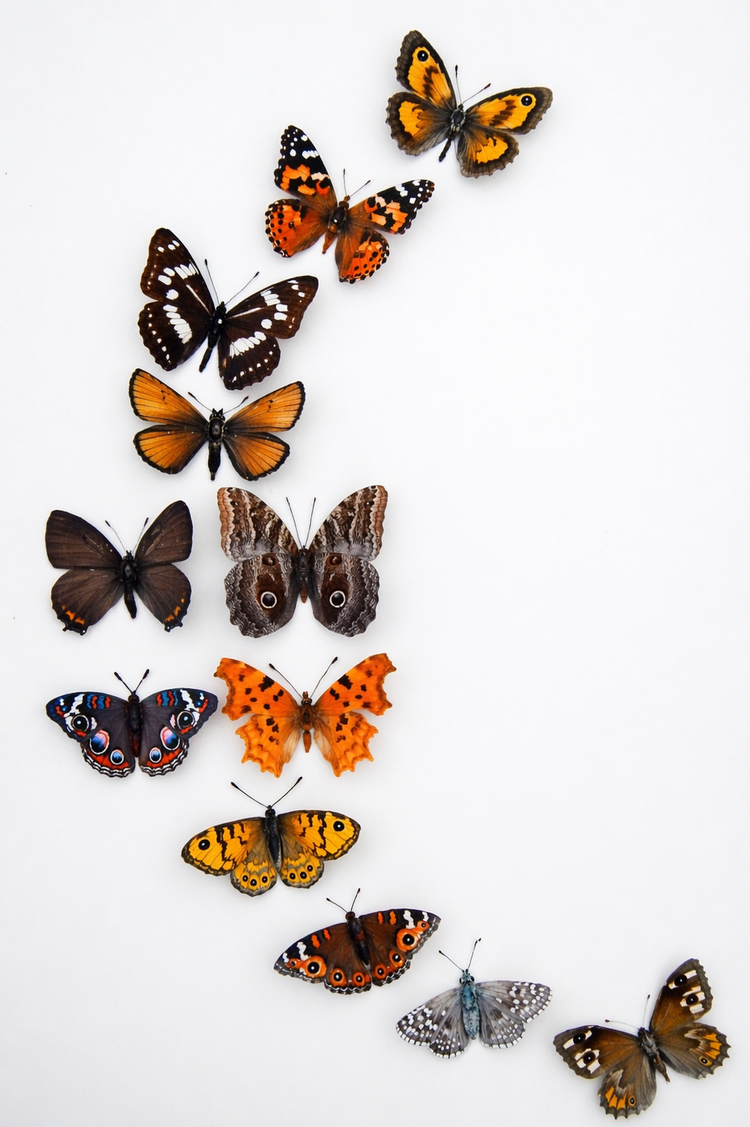 Natural shades of Browns butterfly collection. Butterfly 3d wall stickers