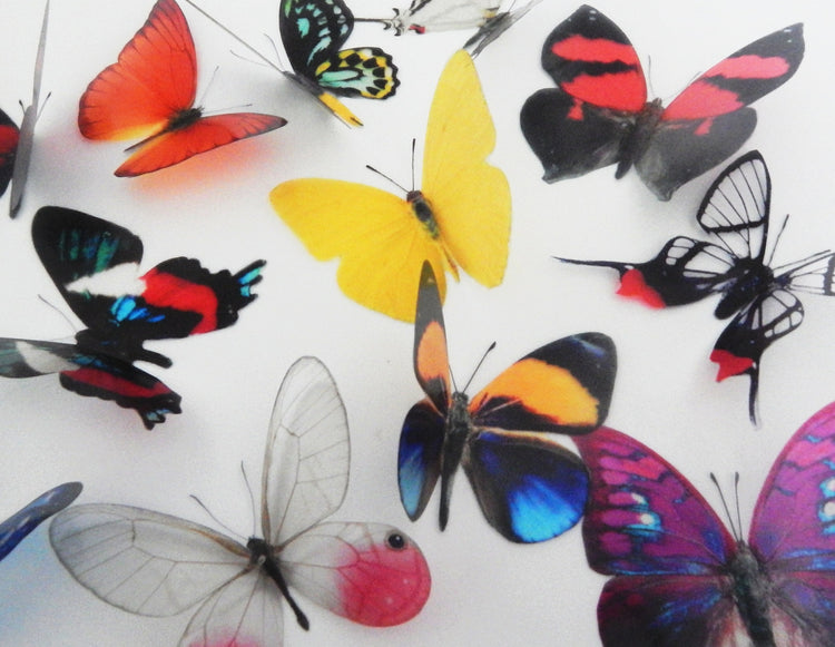 Collection of butterflies from South America, set of 12 butterflies from South America.Faux natural butterflies. Natural rustic decorations.