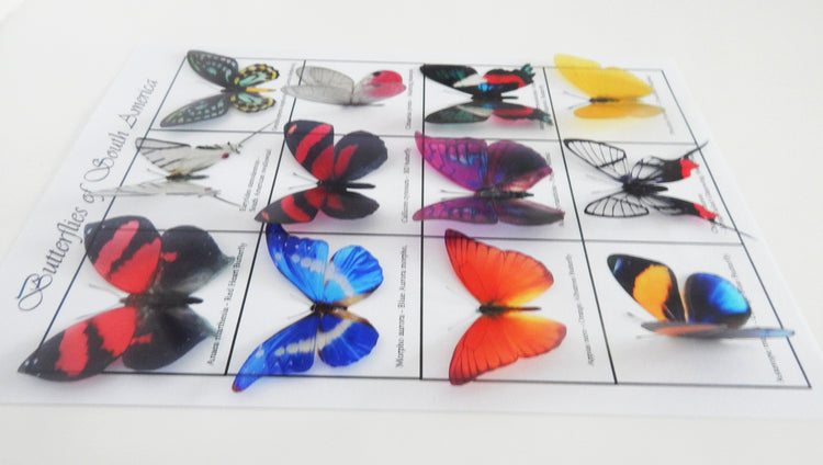 butterfly collection from South American
