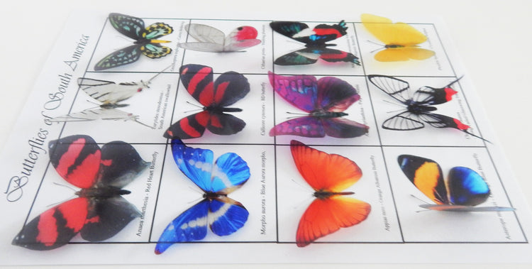 Collection of butterflies from South America, set of 12 butterflies from South America.Faux natural butterflies. Natural rustic decorations.