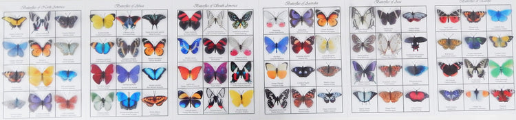 Butterflies of the world 3d poster. Butterfly identification chart. European, Australian,South american,Asian,Afican and North American