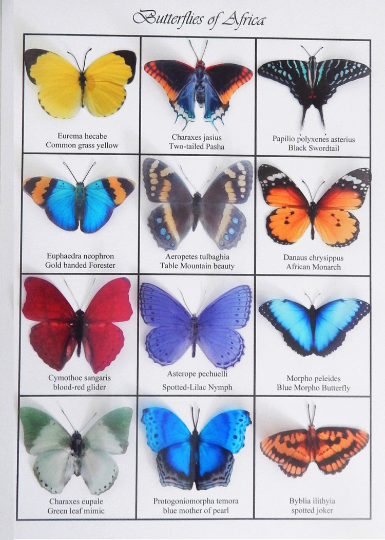 Butterflies of the world 3d poster. Butterfly identification chart. European, Australian,South american,Asian,Afican and North American
