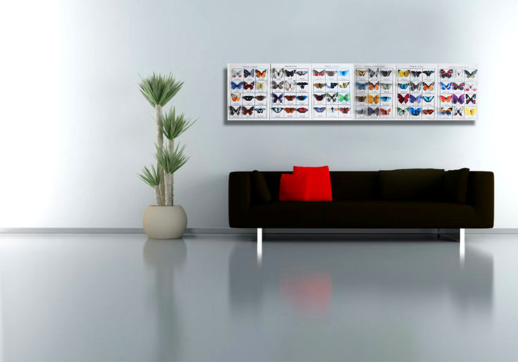 Butterflies of the world 3d poster. Butterfly identification chart. European, Australian,South american,Asian,Afican and North American