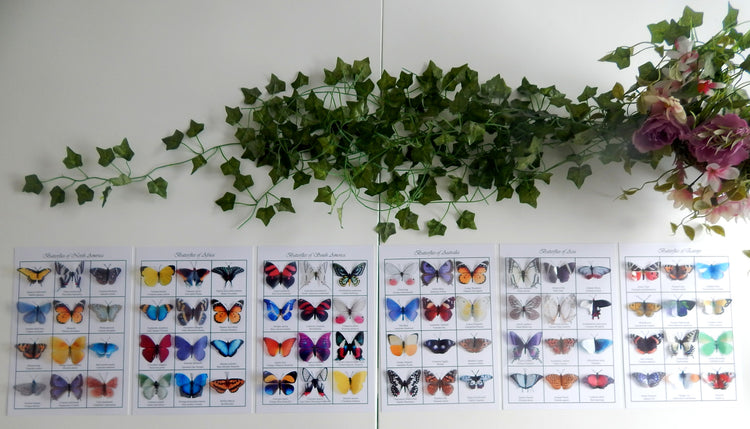 Butterflies of the world 3d poster. Butterfly identification chart. European, Australian,South american,Asian,Afican and North American