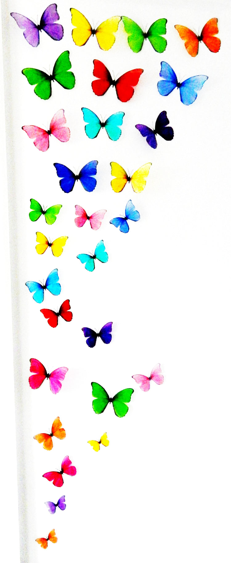 multi-coloured rainbow display of butterflies
