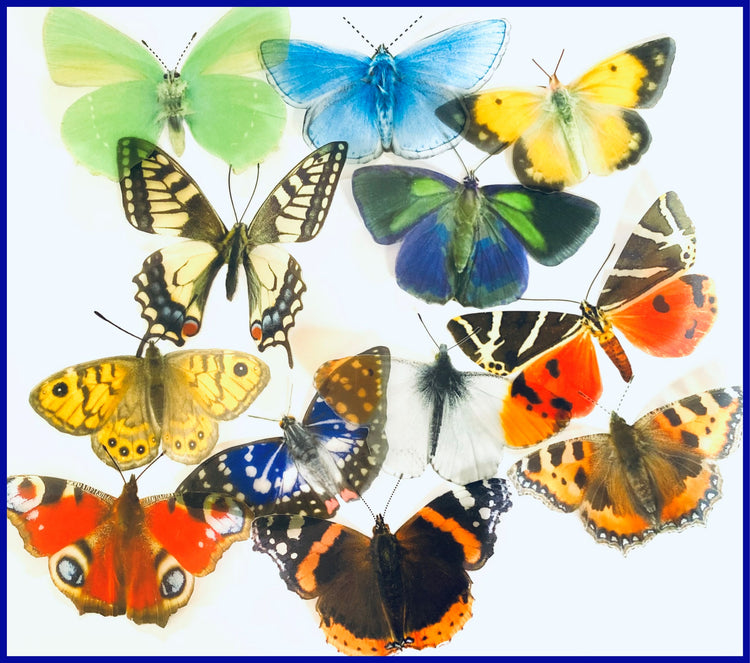 European butterfly set