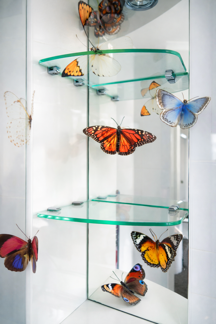Glass display case with various butterfly
