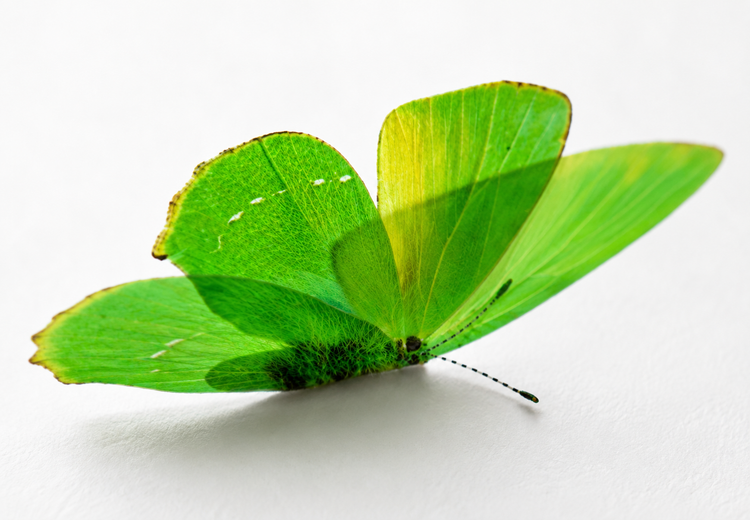Green Hairstreak butterfly for sale