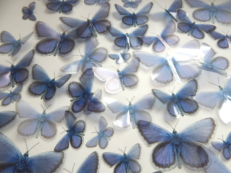 Holly Blue butterfly British