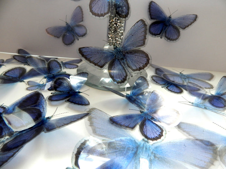 Holly Blue butterfly English