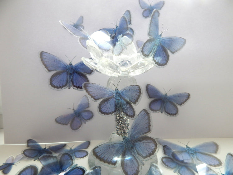 Artificial Holly Blue butterfly English collection