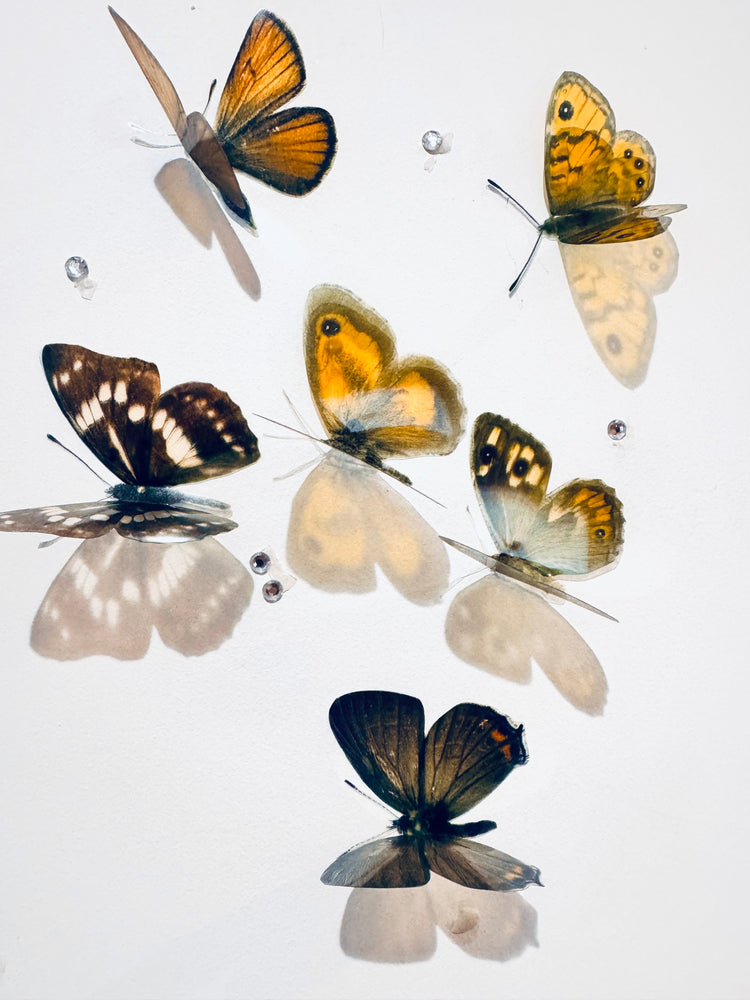 natural shades butterfly collection