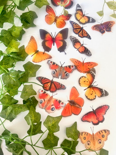 NATURAL ORANGE BUTTERFLIES COLLECTION