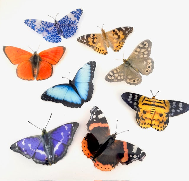8 Natural butterflies with Identification chart