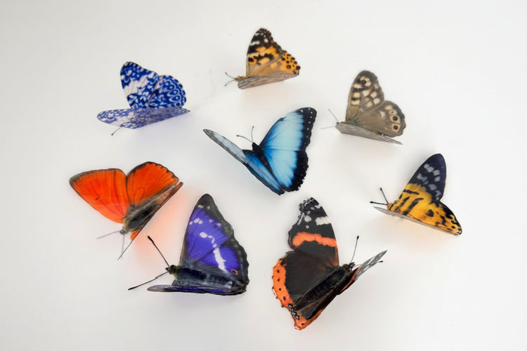 British butterflies countryside butterfly collection