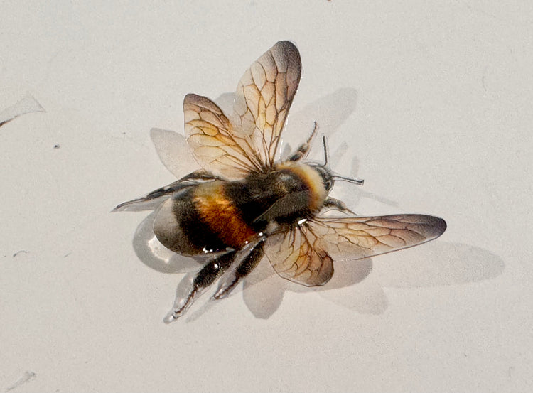 realistic bumble bee 3d stickers by flutterframes