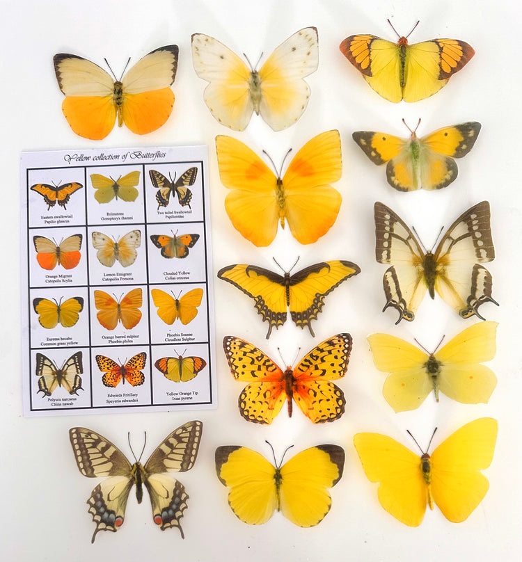 Yellow butterfly collection, set of 12 yellow butterflies from around the world.Handmade