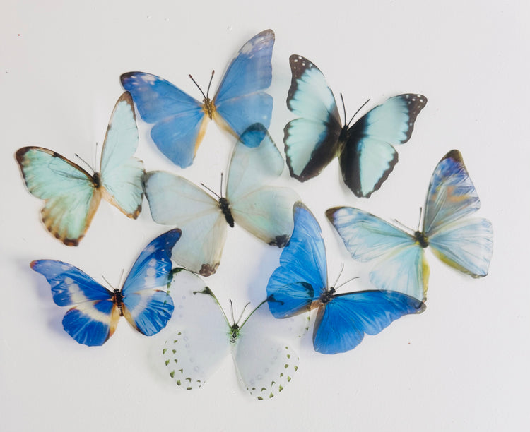 blue Morpho butterfly series