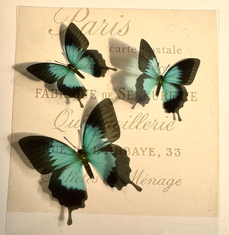 Turquoise Butterfly Teal butterflies