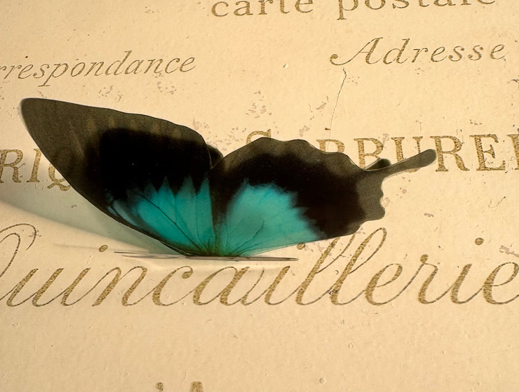 Monarch Teal Butterfly