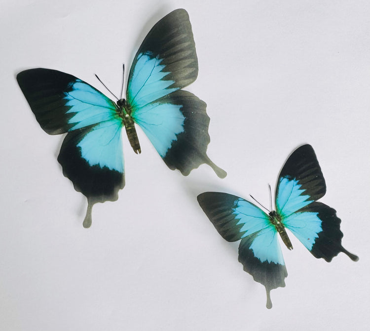 Handmade Monarch Turquoise Butterfly decorations