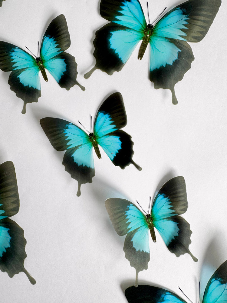 Handmade Monarch Turquoise Butterfly wedding decorations