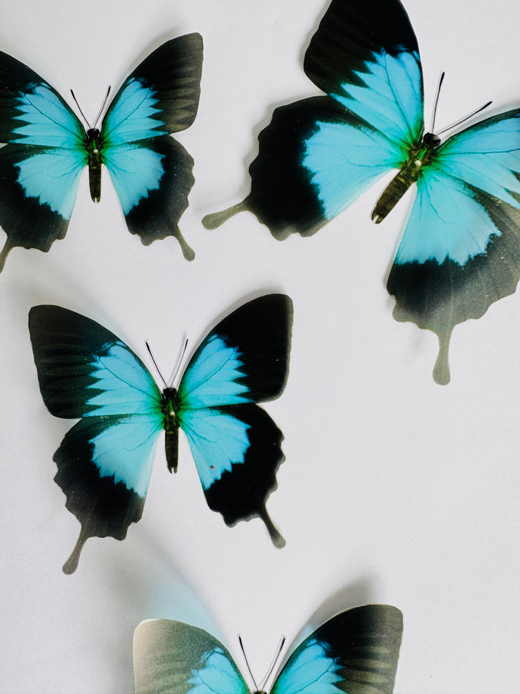 Monarch Turquoise 3d Butterfly decorations, unique