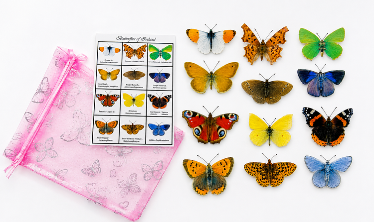 Irish Butterfly collection