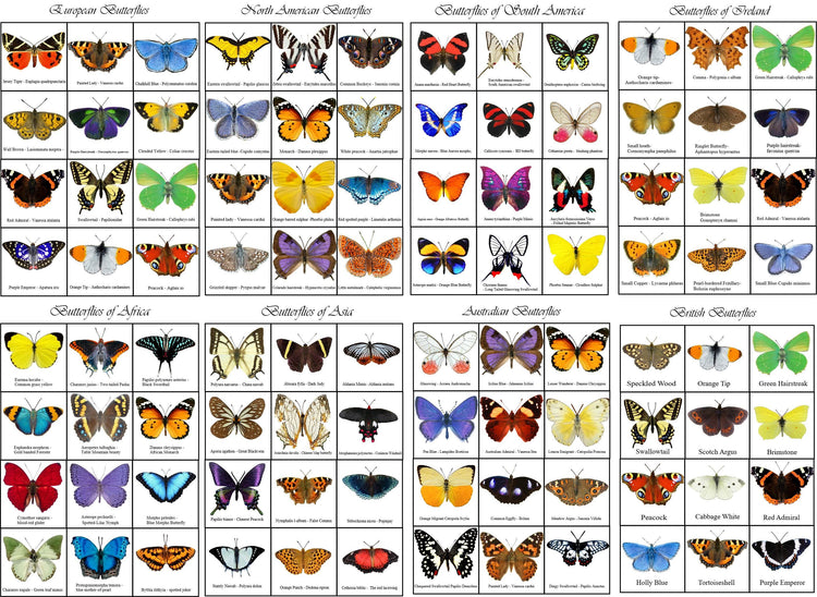 Red admiral, comma, Small Heath British butterflies Butterfly lapel brooch pin