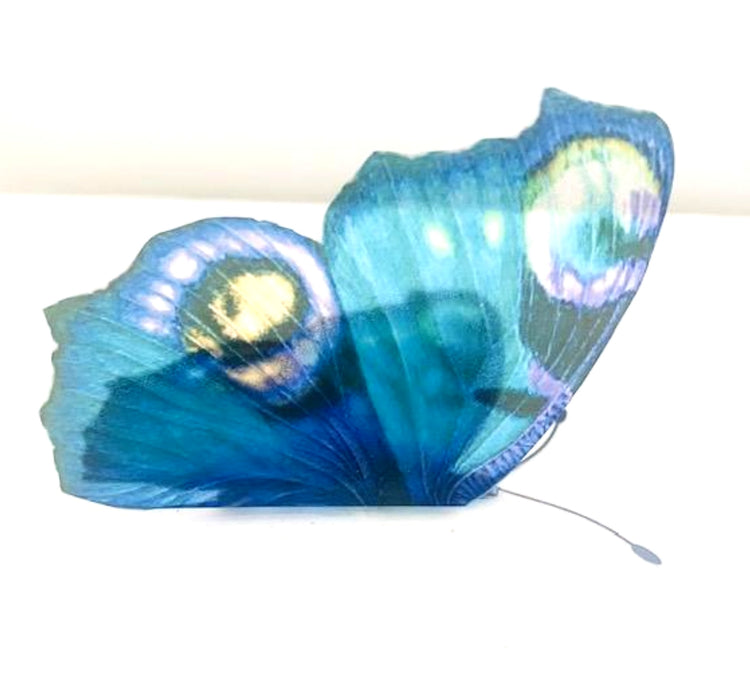 blue peacock butterfly