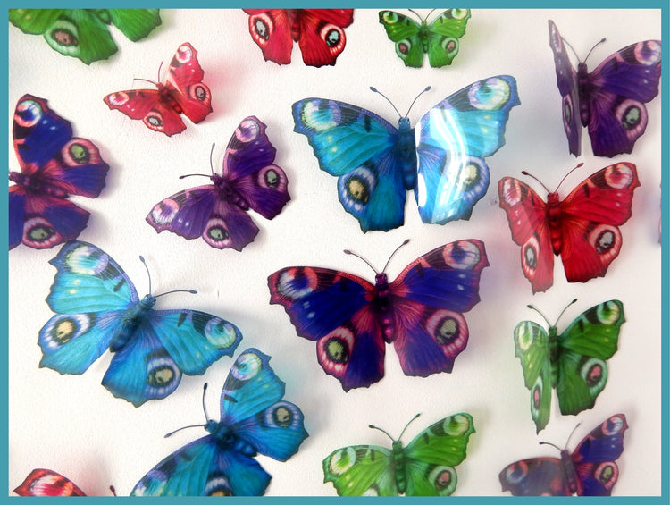 blue, pink, blue, purple Peacock species butterfly