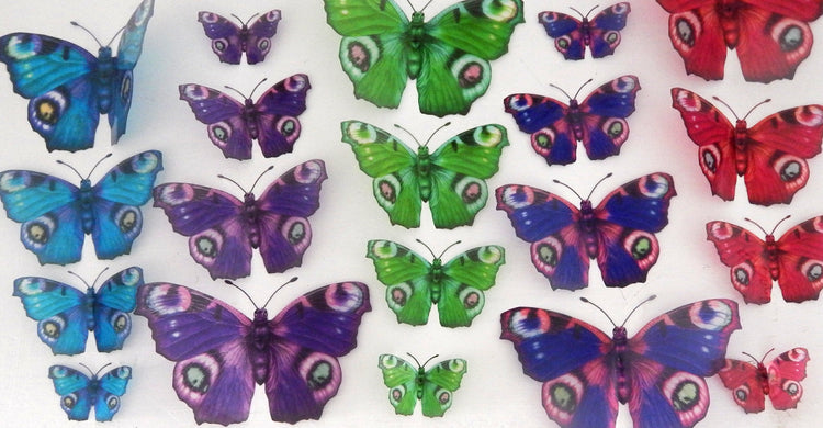 mix colours Peacock species butterfly