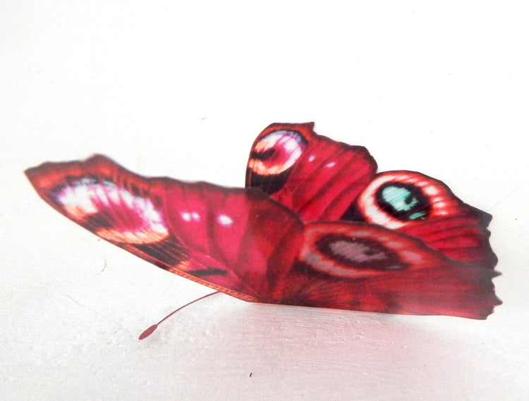 pink Peacock species butterfly