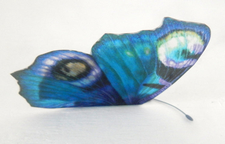 blue Peacock species butterfly