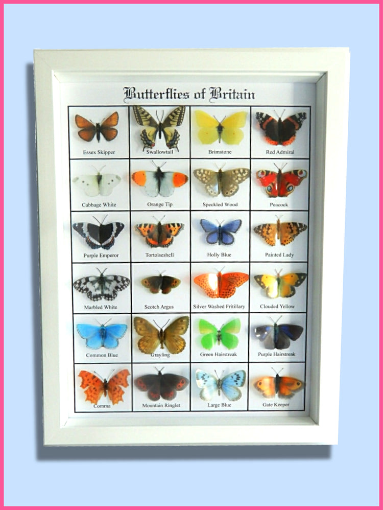 British Butterflies framed. Collection of butterflies from the United Kingdom