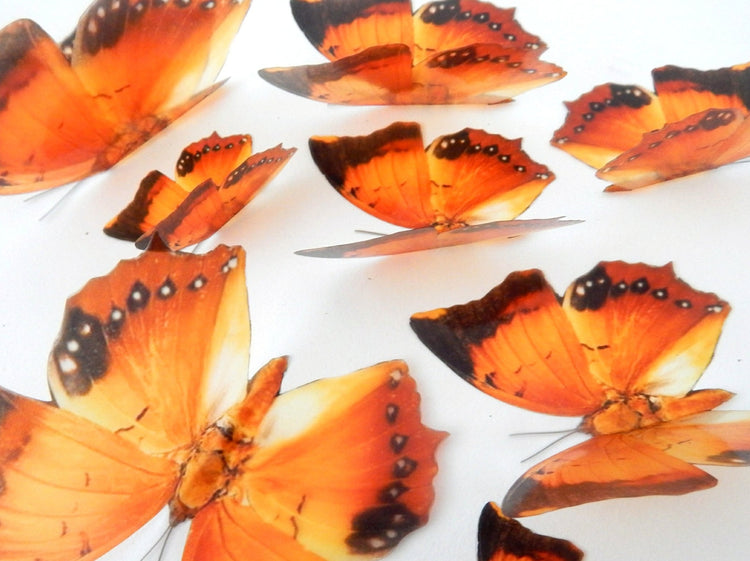 Charaxes Marmax, orange natural faux butterflies. Natural looking butterflies.