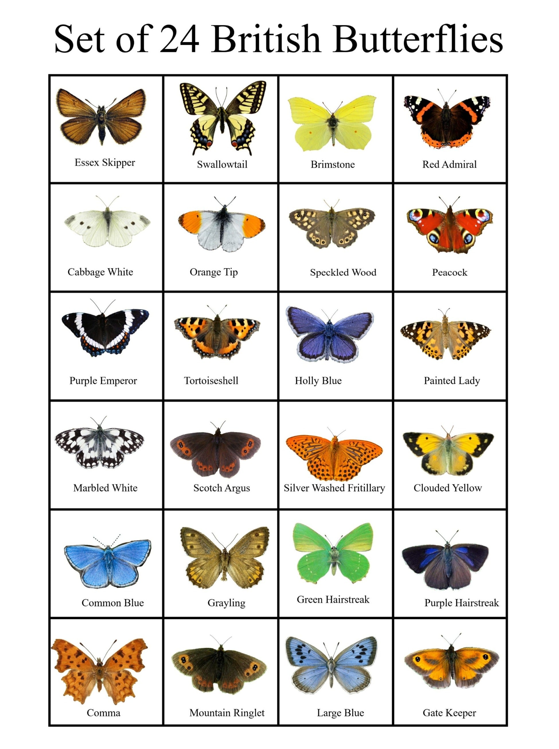 24 British butterflies, set of 24 British butterflies collection
